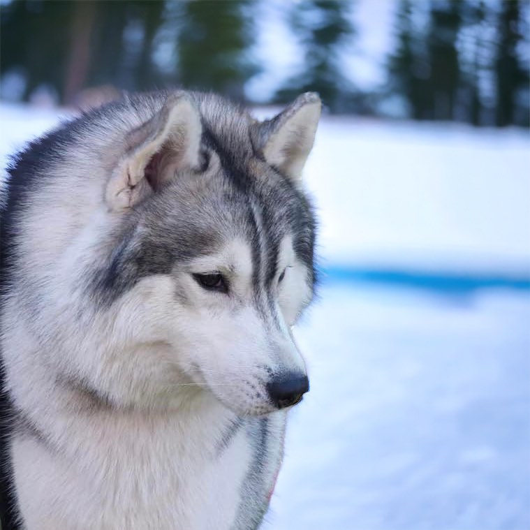 husky arc