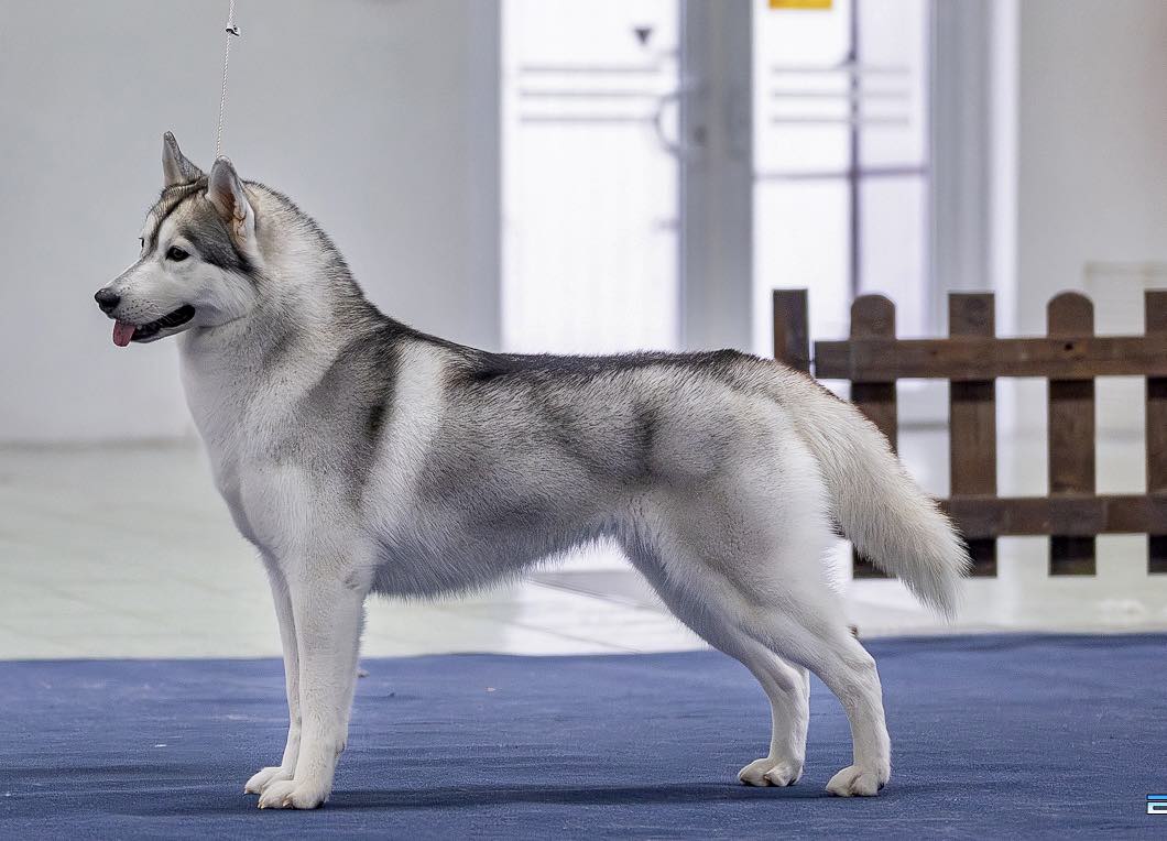 Husky oldalról portré fotó