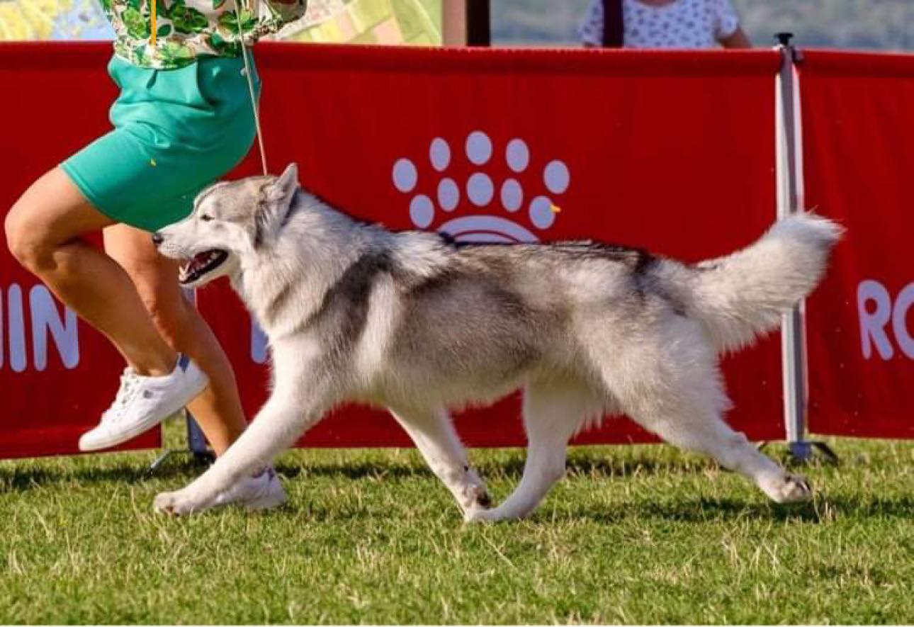 szibériai husky üget kiállításon
