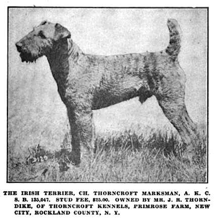 ír terrier