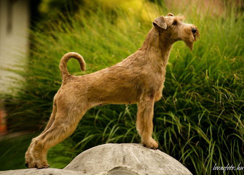 ír terrier 