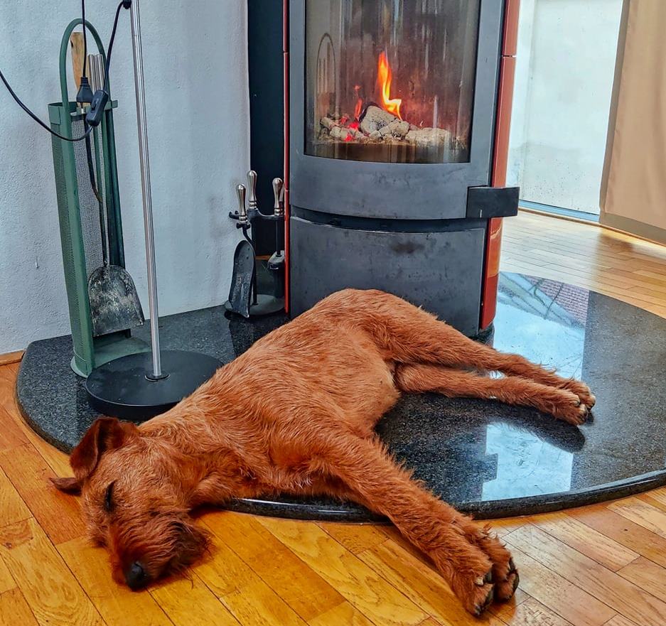 ír terrier