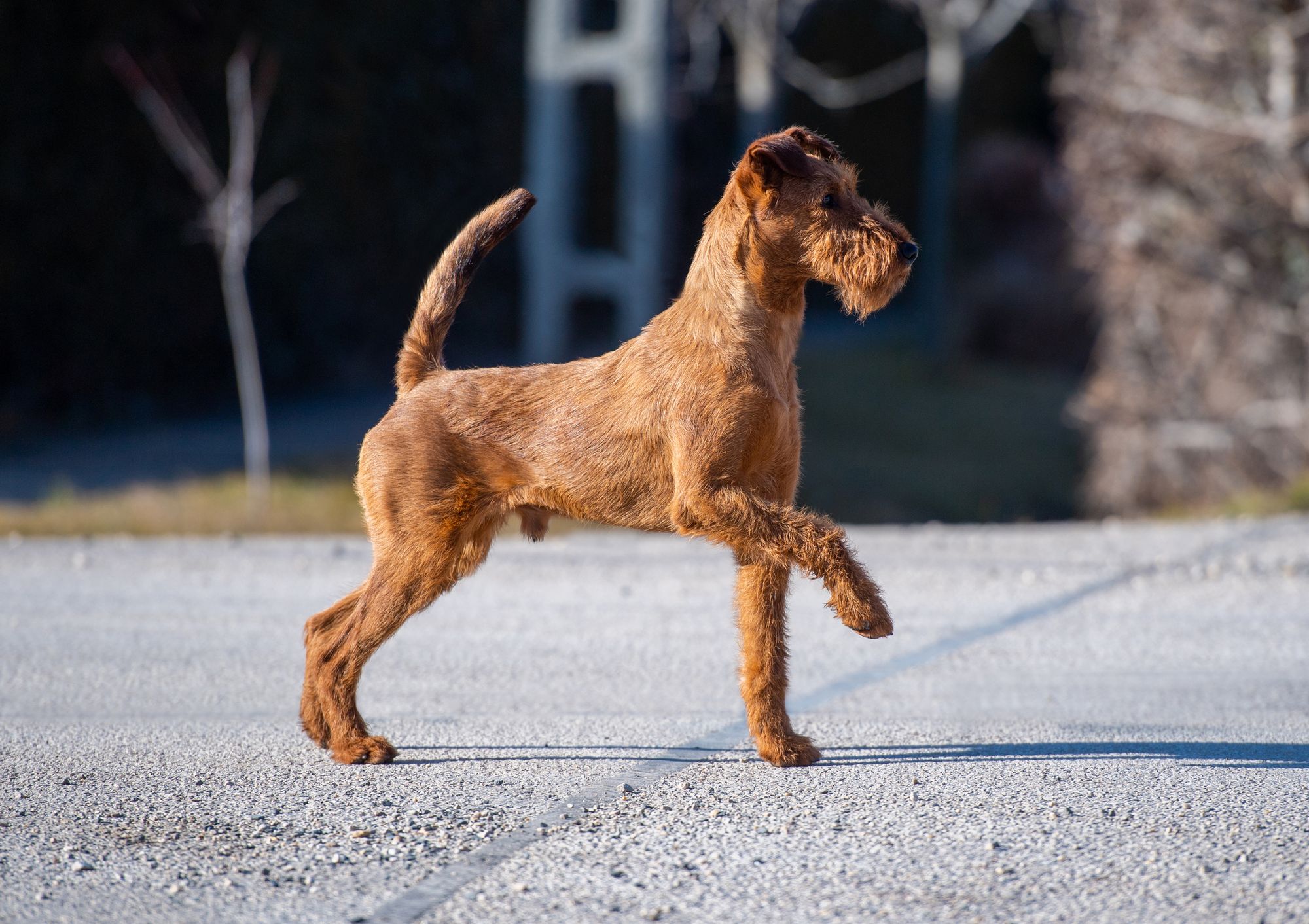 írterrier