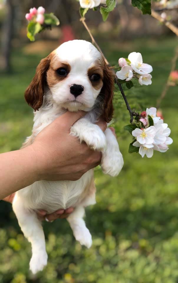 A Royal Gigolo's Cavalier King Charles spaniel kennel fotója
