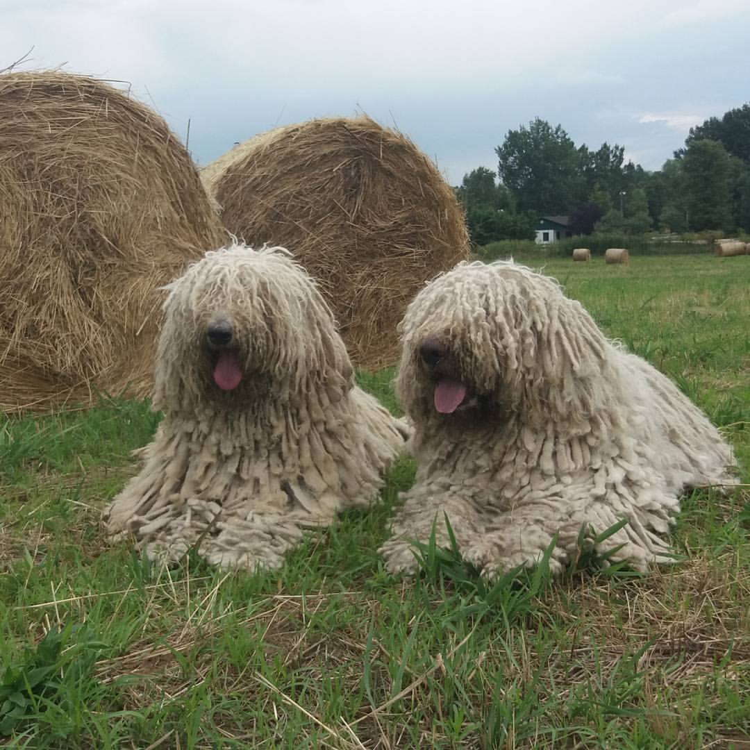 Forrás: Anda-Marócsek Anita az Andaházi Tanyák őre komondor kennel tulajdonosának fotója
