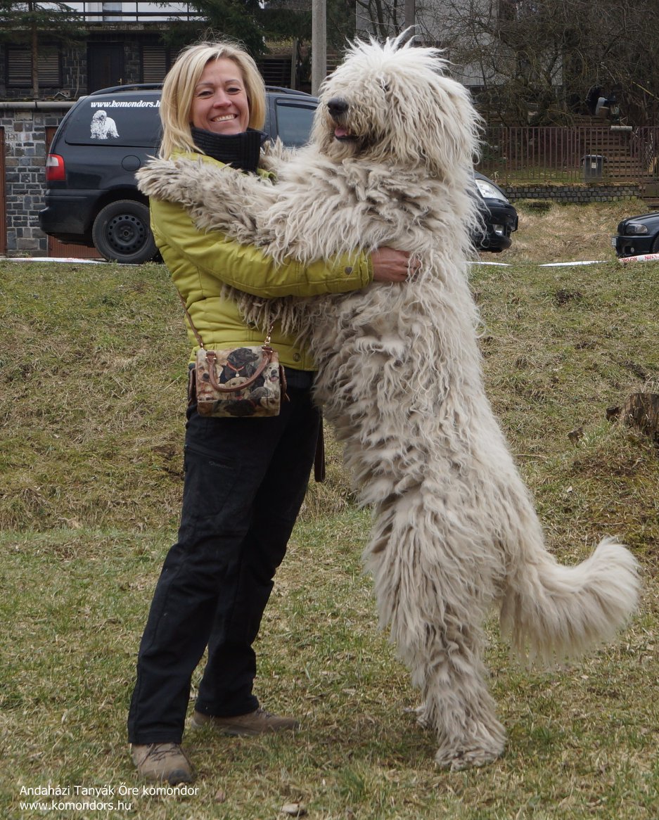Anda-Marócsek Anita az Andaházi Tanyák őre komondor kennel tulajdonosának fotója