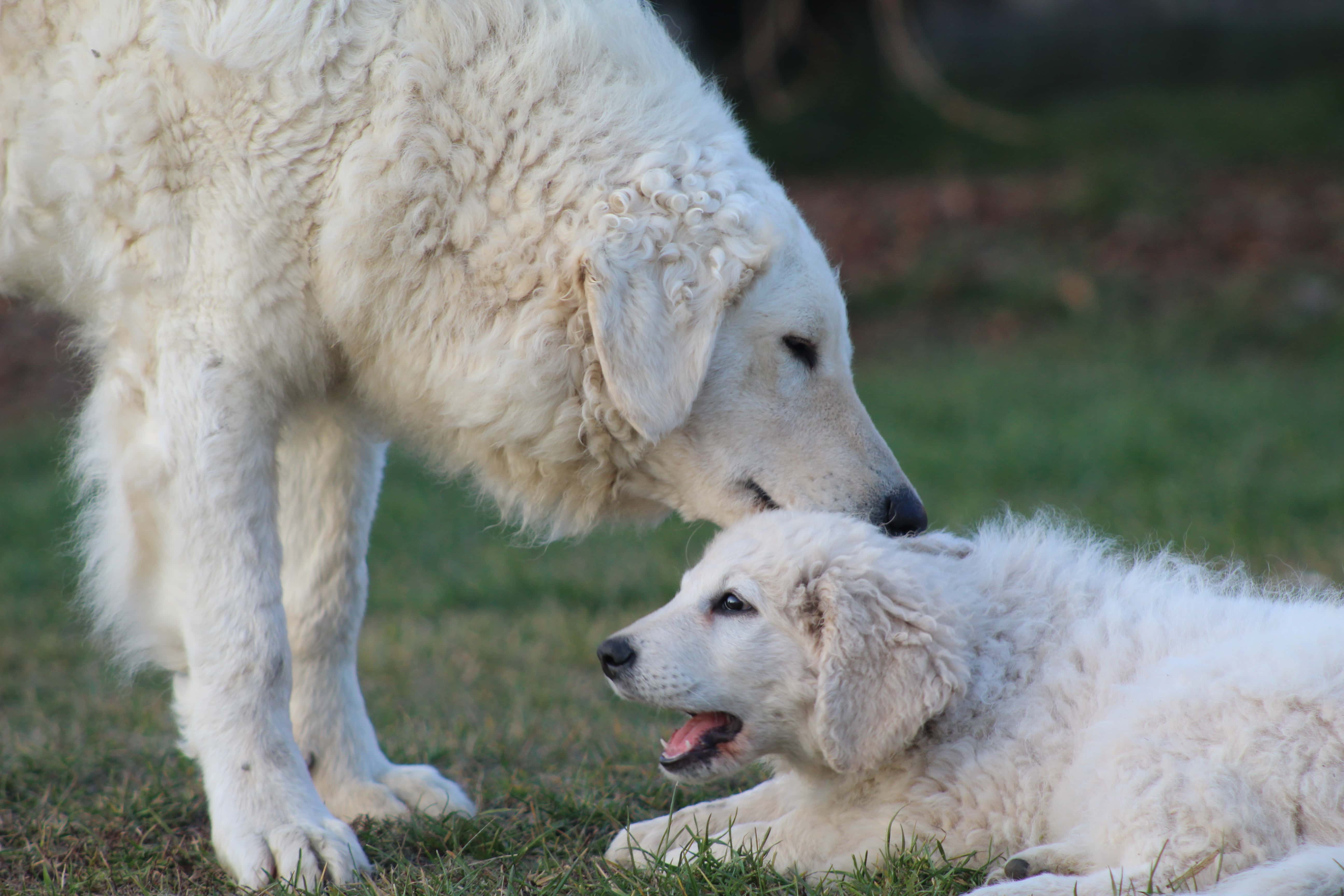 Kép forrása : Varga Zoltán a Gömöri-Betyár kennel tulajdonosának fotója