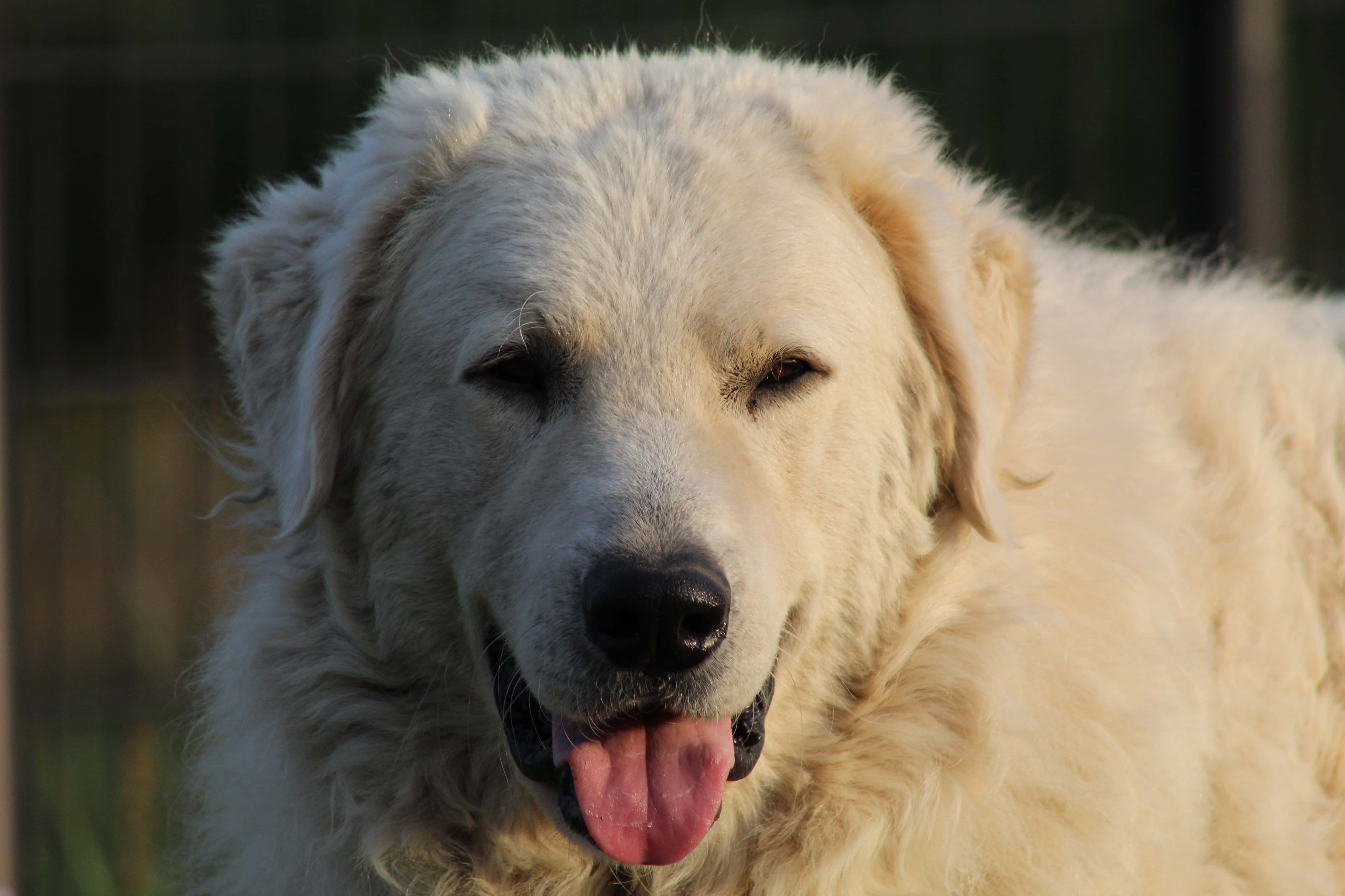 kuvasz