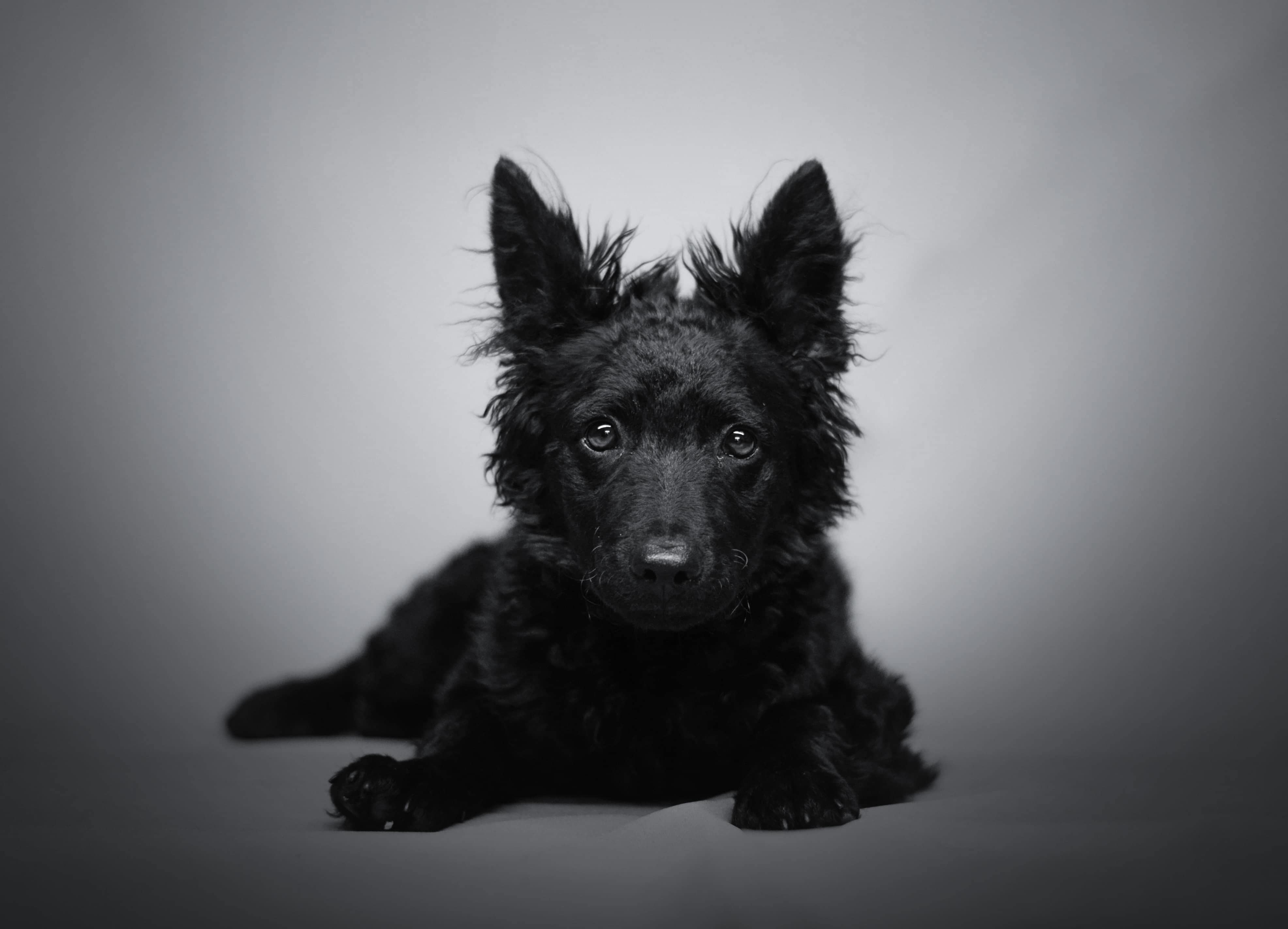 Kohajda Péter a Völgység Kincse Mudi Kennel tulajdonosának fotója