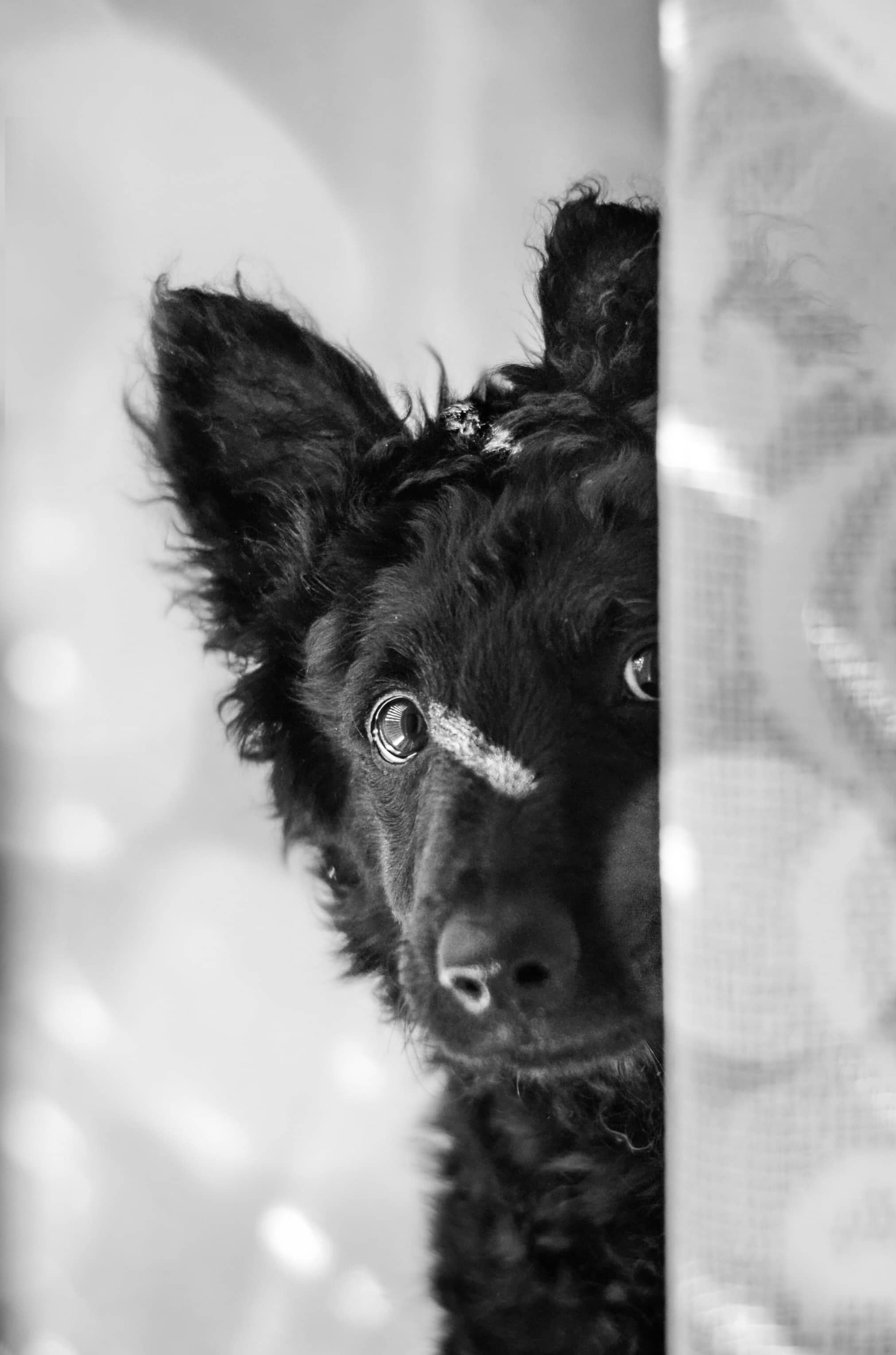 Kohajda Péter a Völgység Kincse Mudi Kennel tulajdonosának fotója