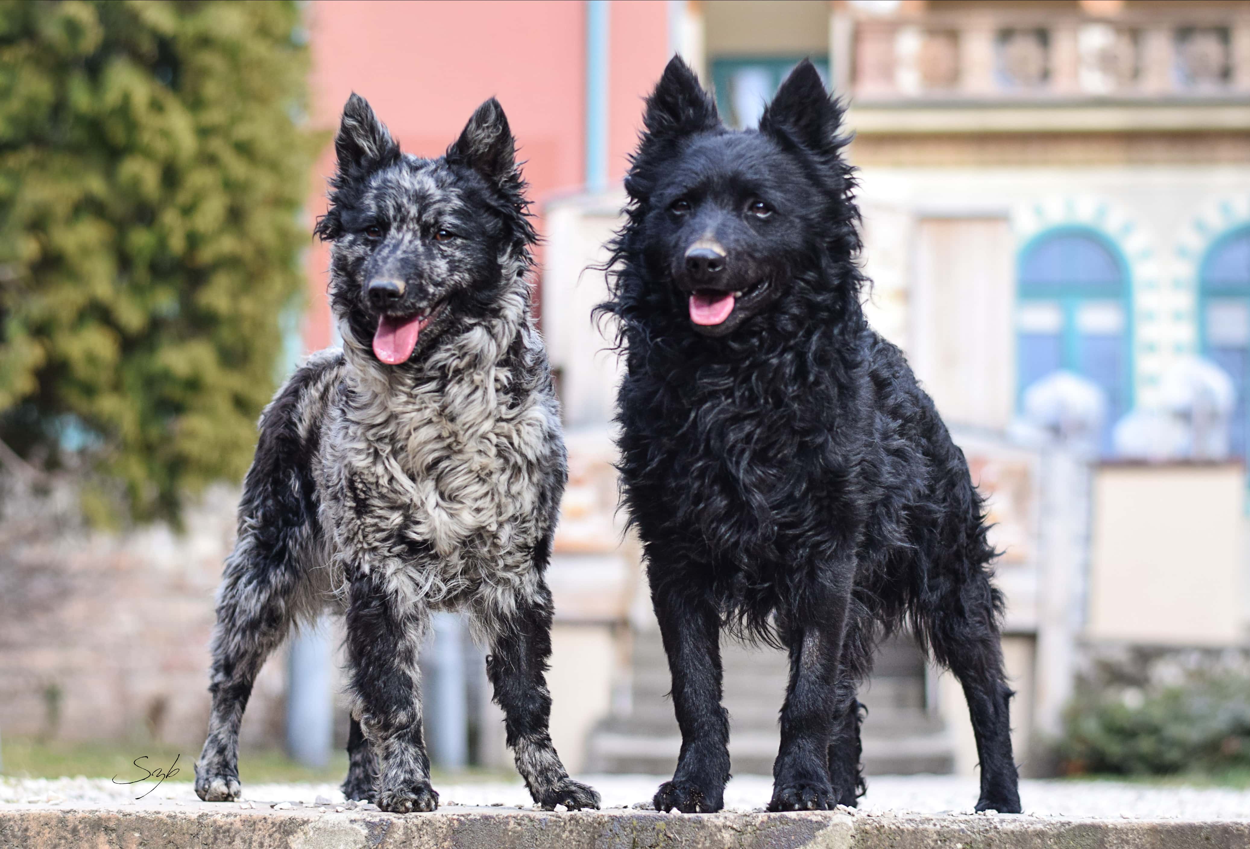 Kohajda Péter a Völgység Kincse Mudi Kennel tulajdonosának fotója