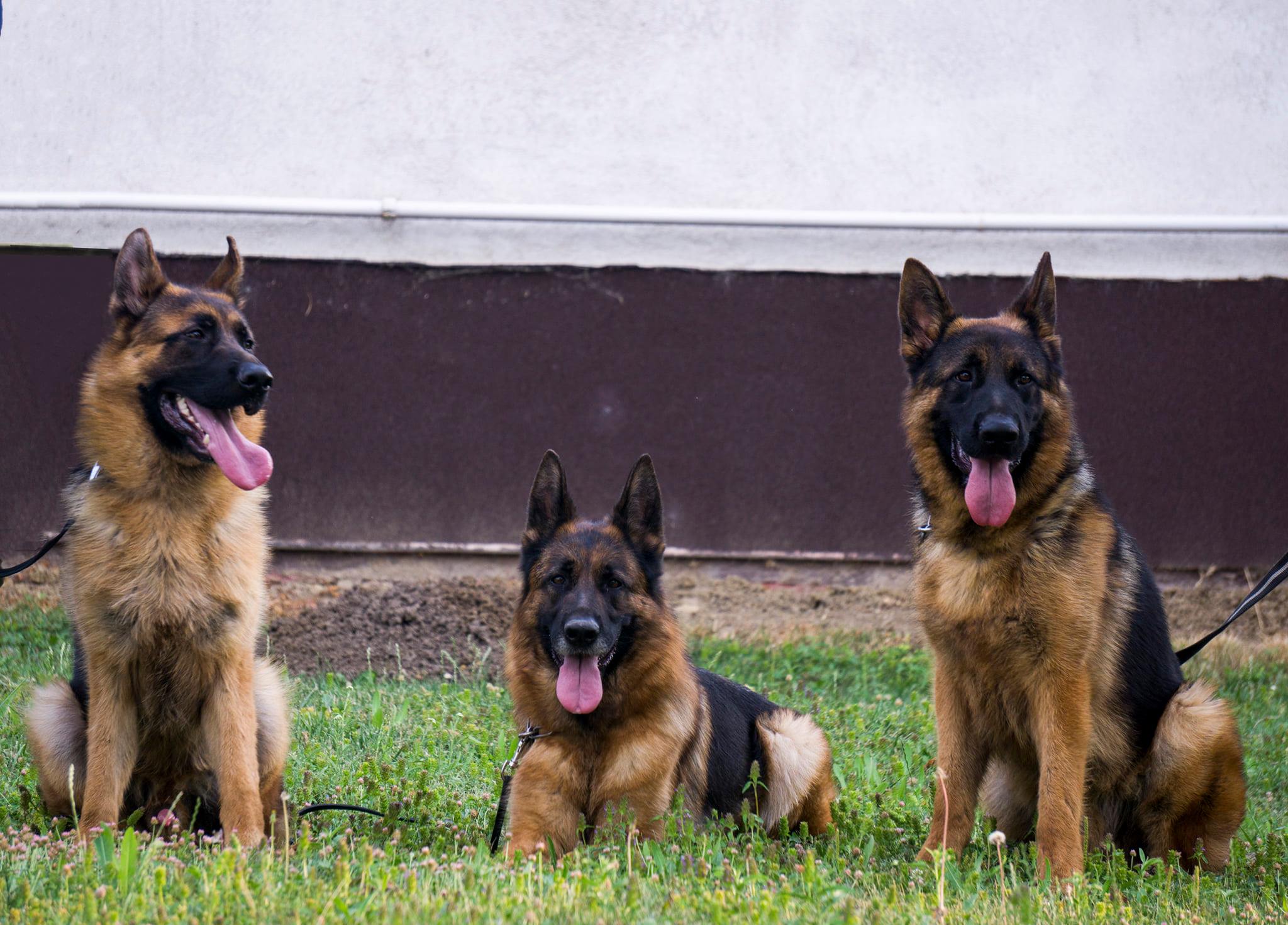 Juhász Attila a Juhász Shepherd kennel tulajdonosának fotója