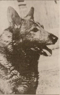 Kántor