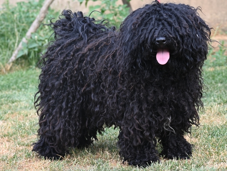 fekete puli