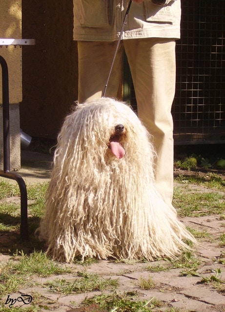 fehér puli portré fotó