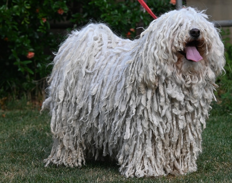Bátor Zsuzsa a Loncsosi-Bátor puli kennel tulajdonosának fotója