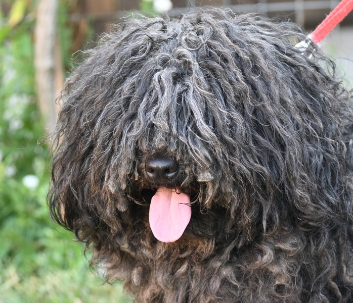 Puli