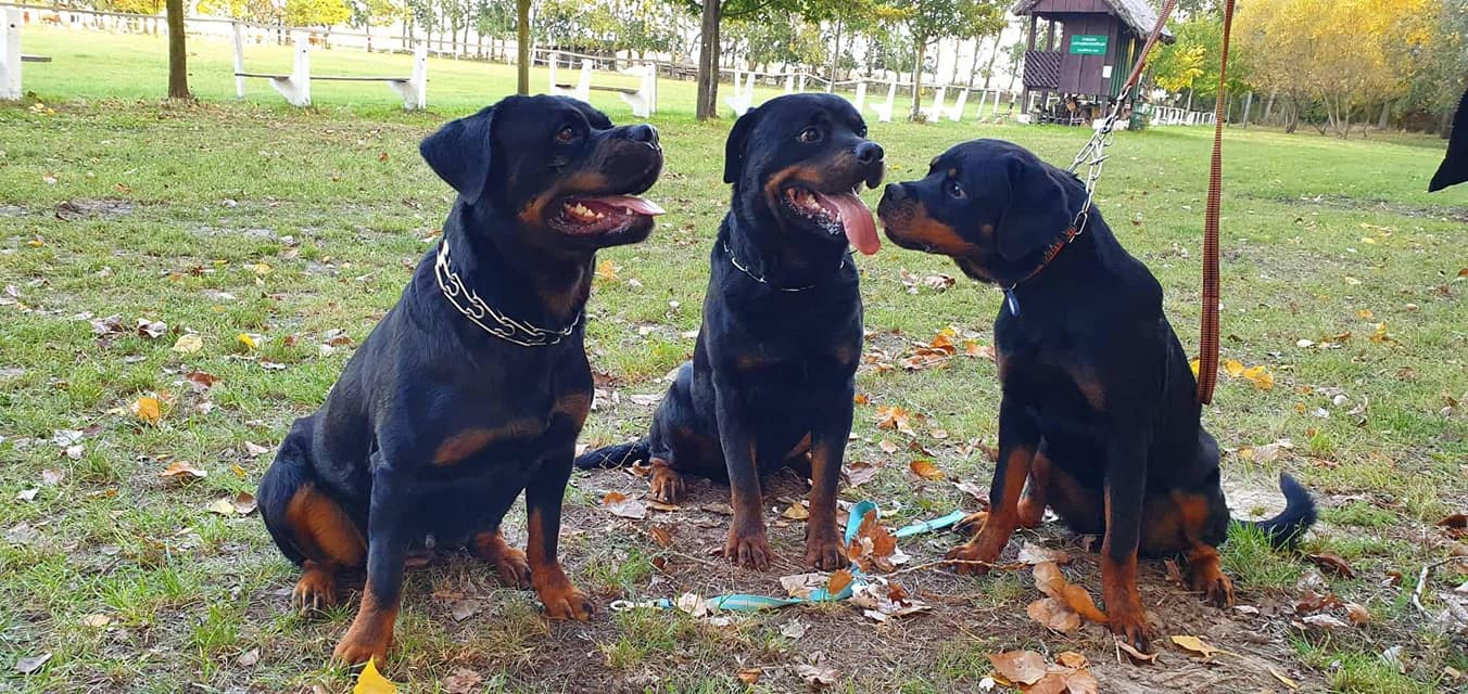 három rottweiler békésen ül egymás mellett