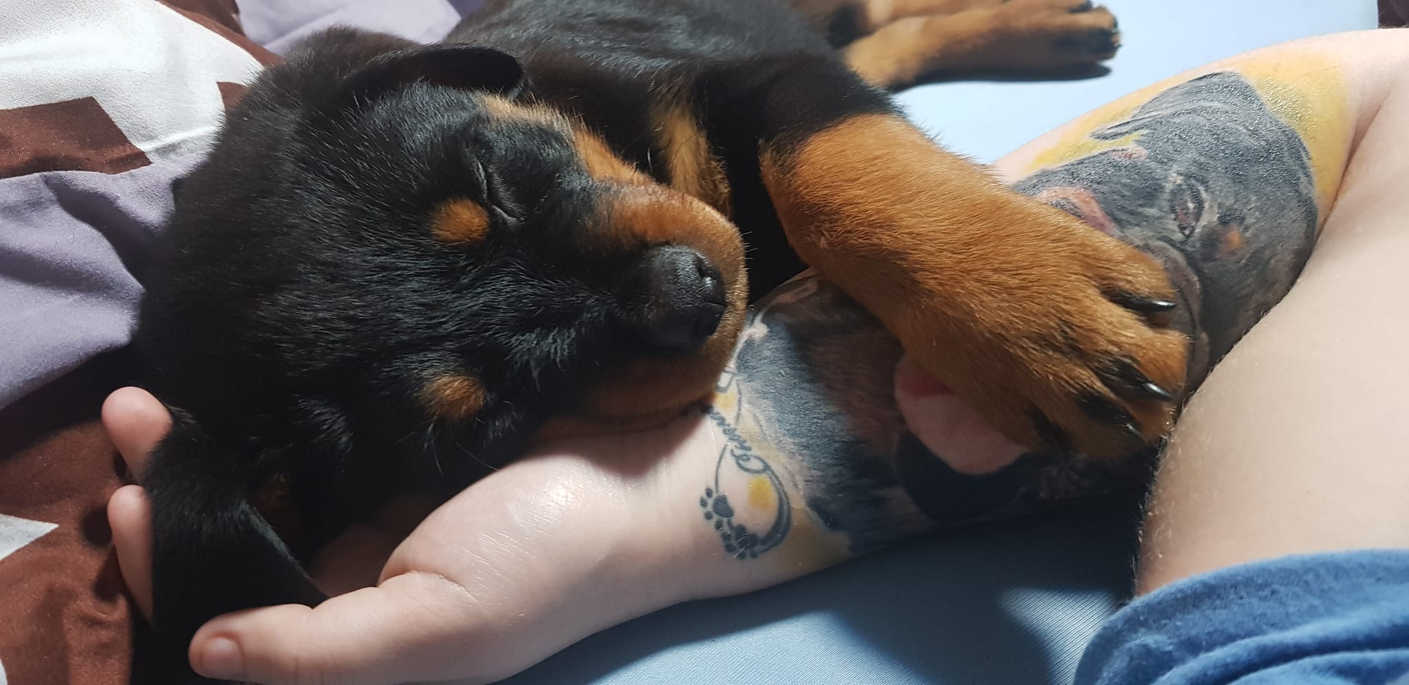 alvó kölyök rotweiler