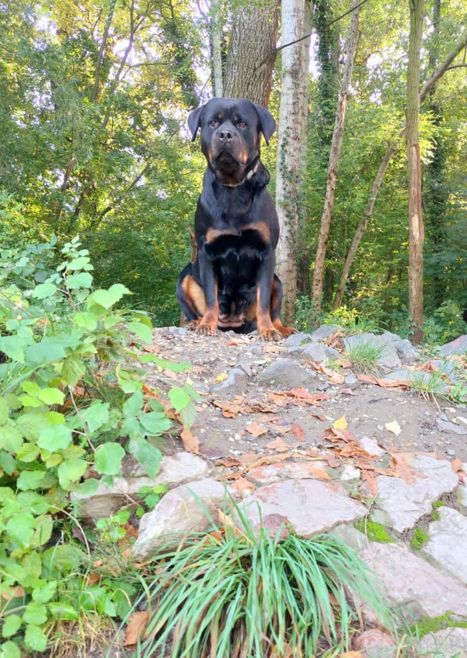 rottweiler erdei portré kép
