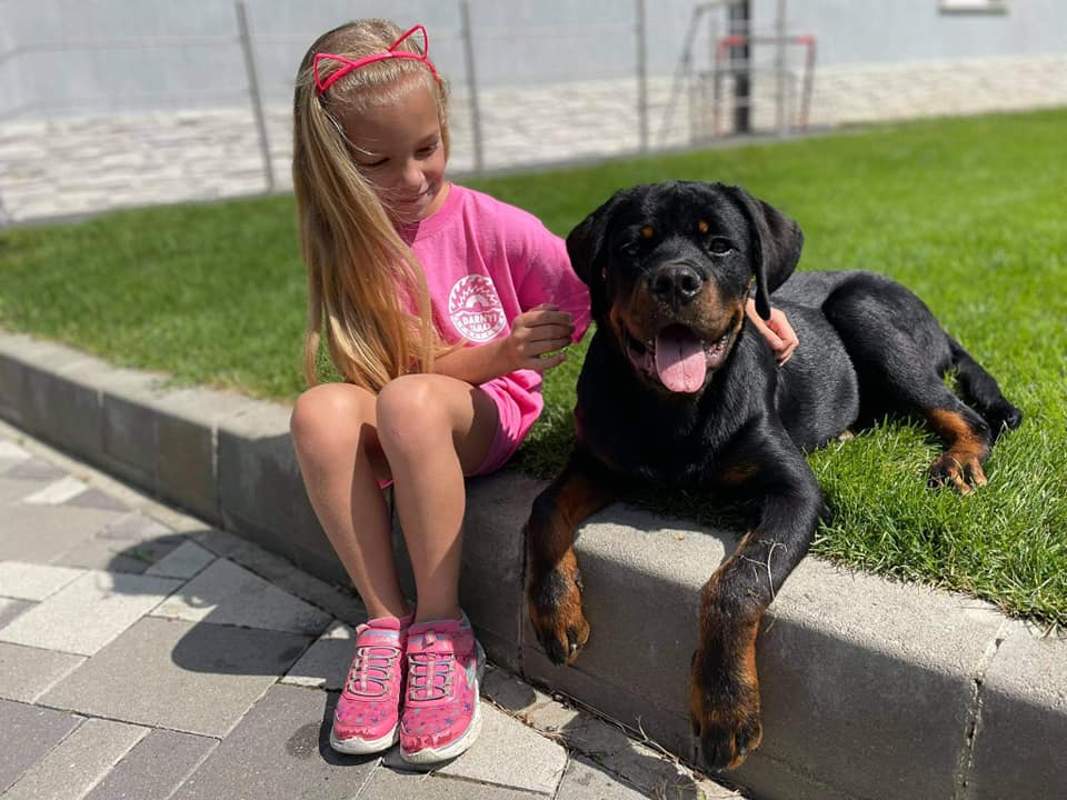 Fiatal rottweiler kutya kislánnyal