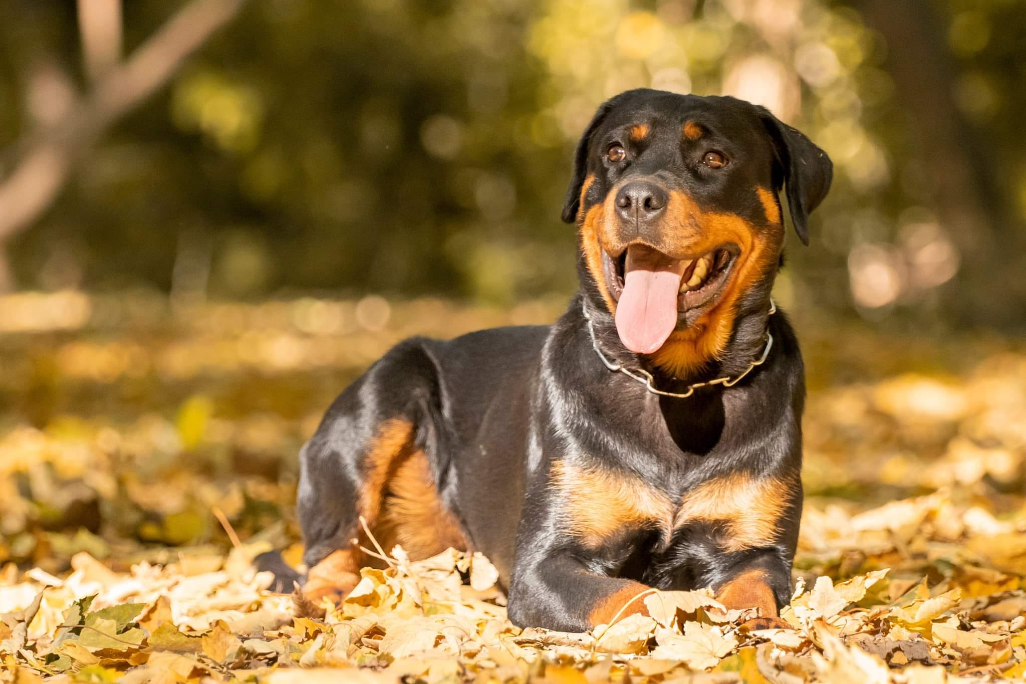 rottweiler_fekszik_a_napsutotte_avarban.