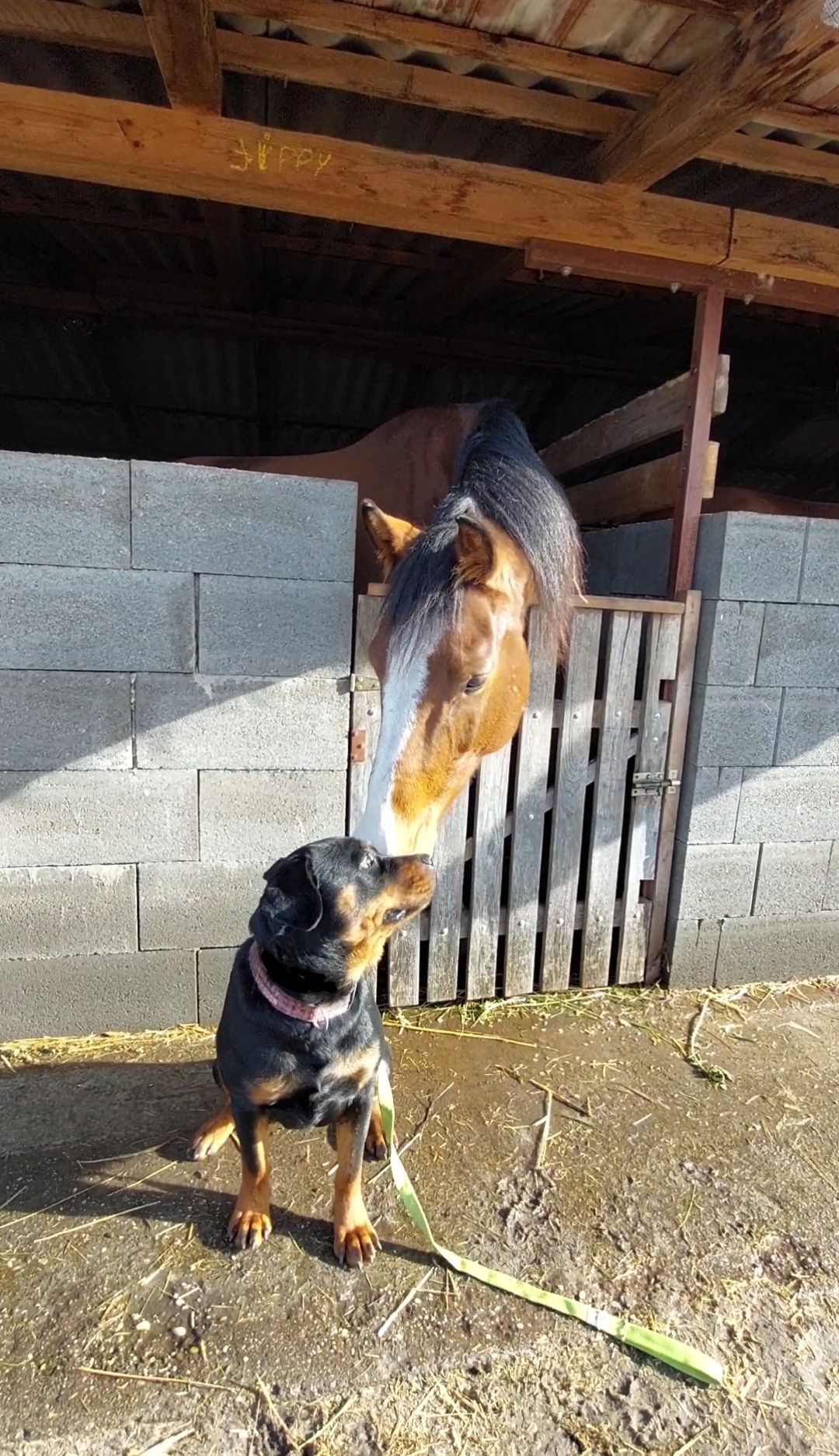Rottweiler lóval