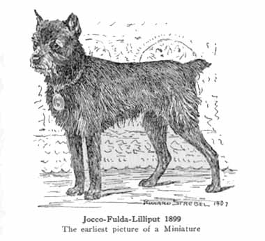törpe schnauzer 1899.