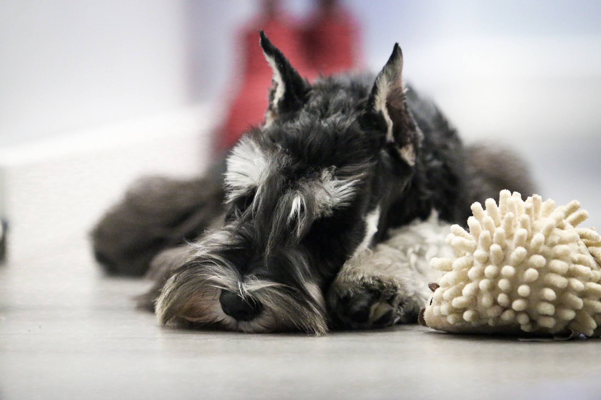 törpe schnauzer alszik