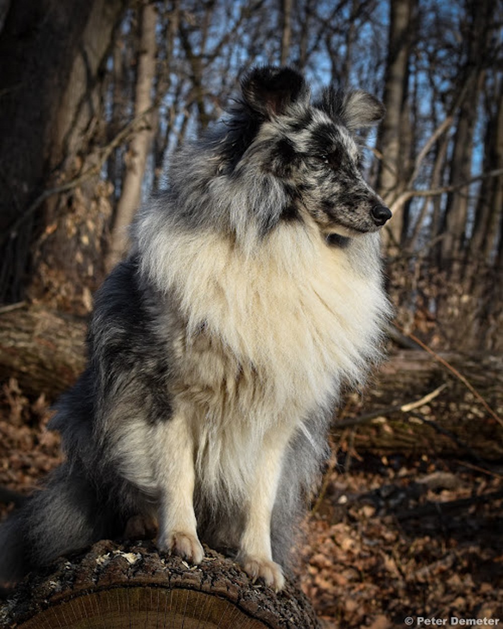 sheltie