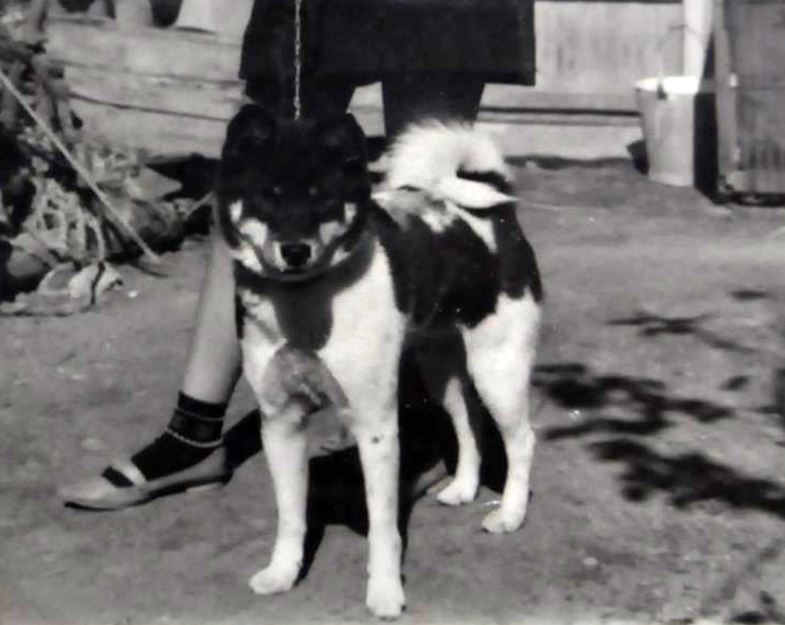 Korotama