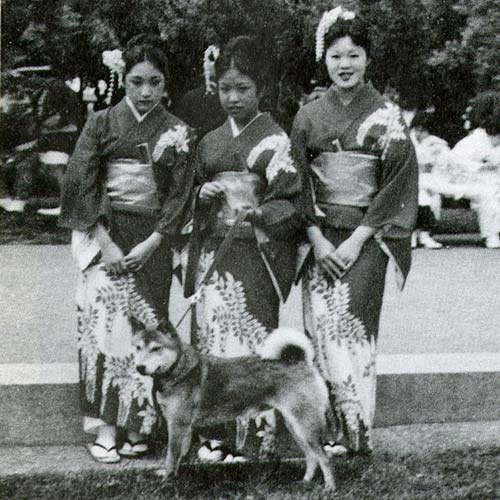 shiba_inu_japan_nokkel