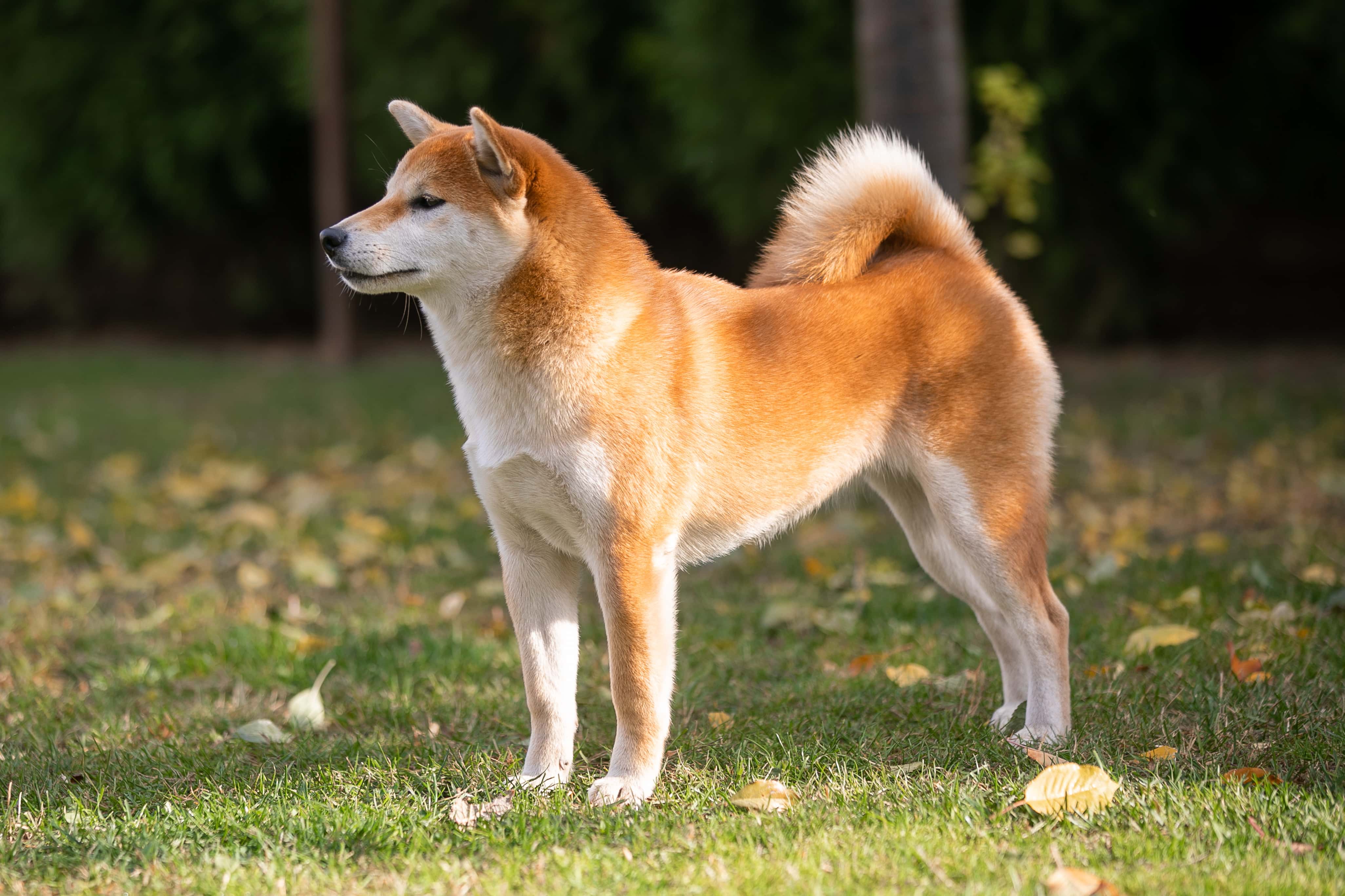shiba oldalról