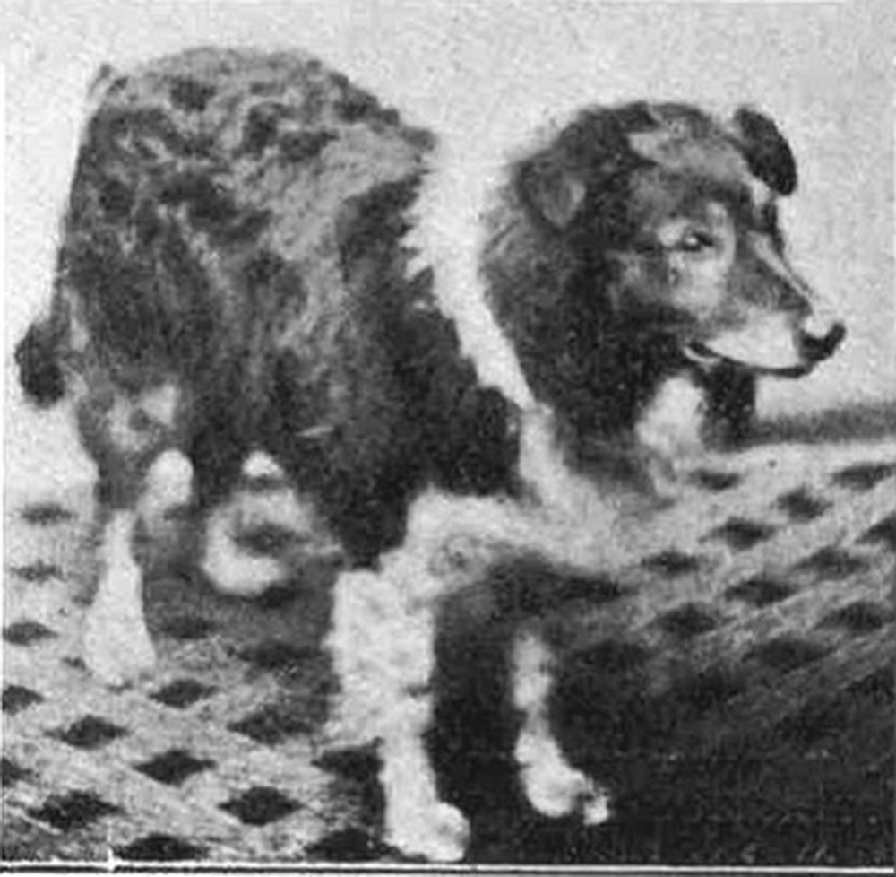Old Cockie, szül. 1868 _ forrás oldtimefarmshepherd.org