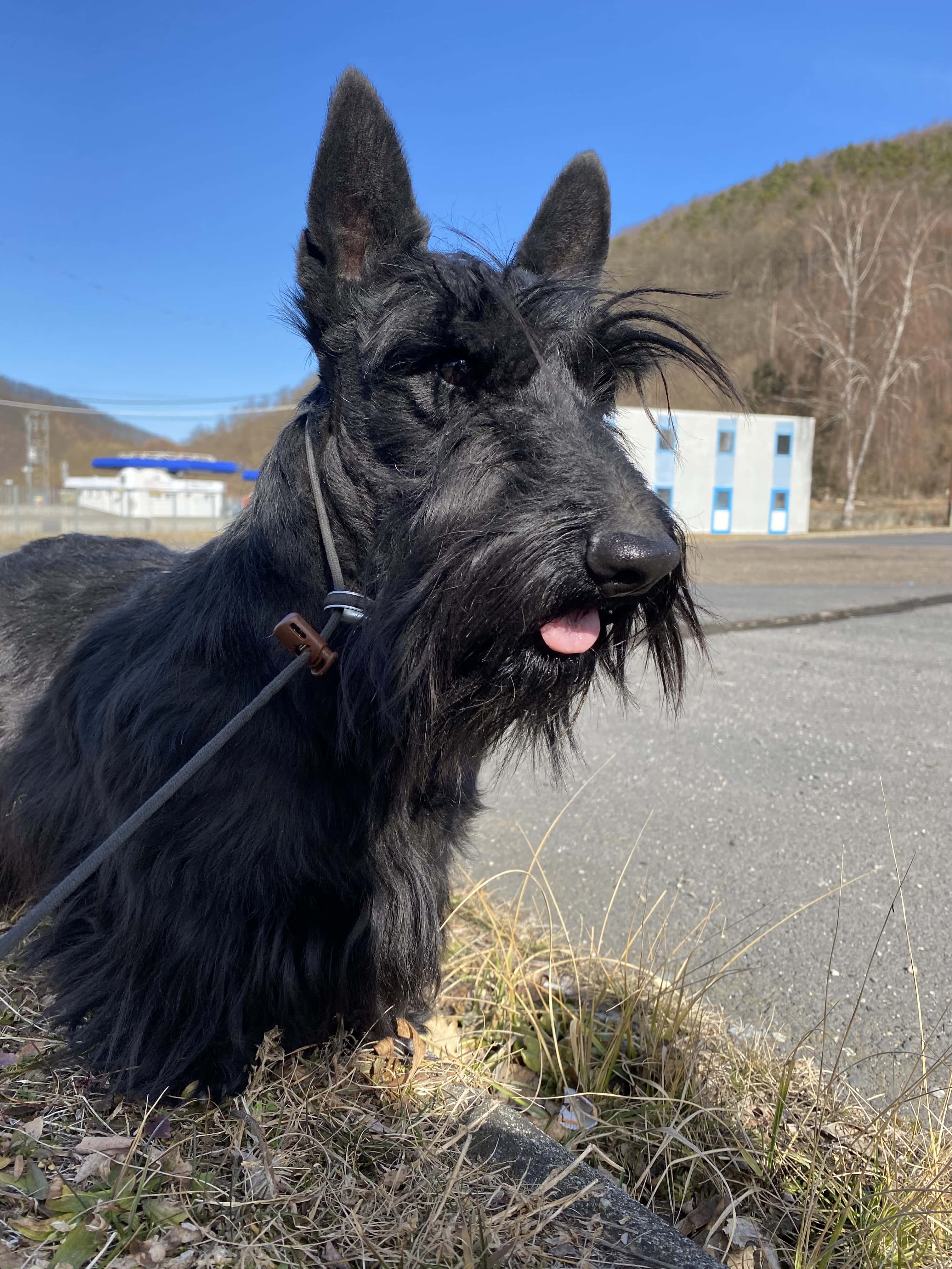 skót terrier