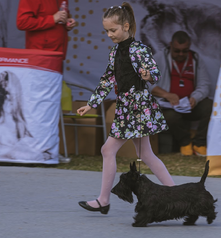 kislány skót terrier kutyájával kiállításon