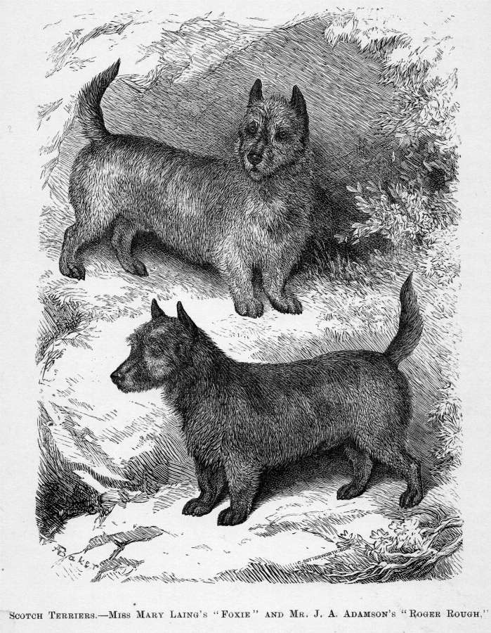 skót terrierek_1876._forrás: janedogs.com