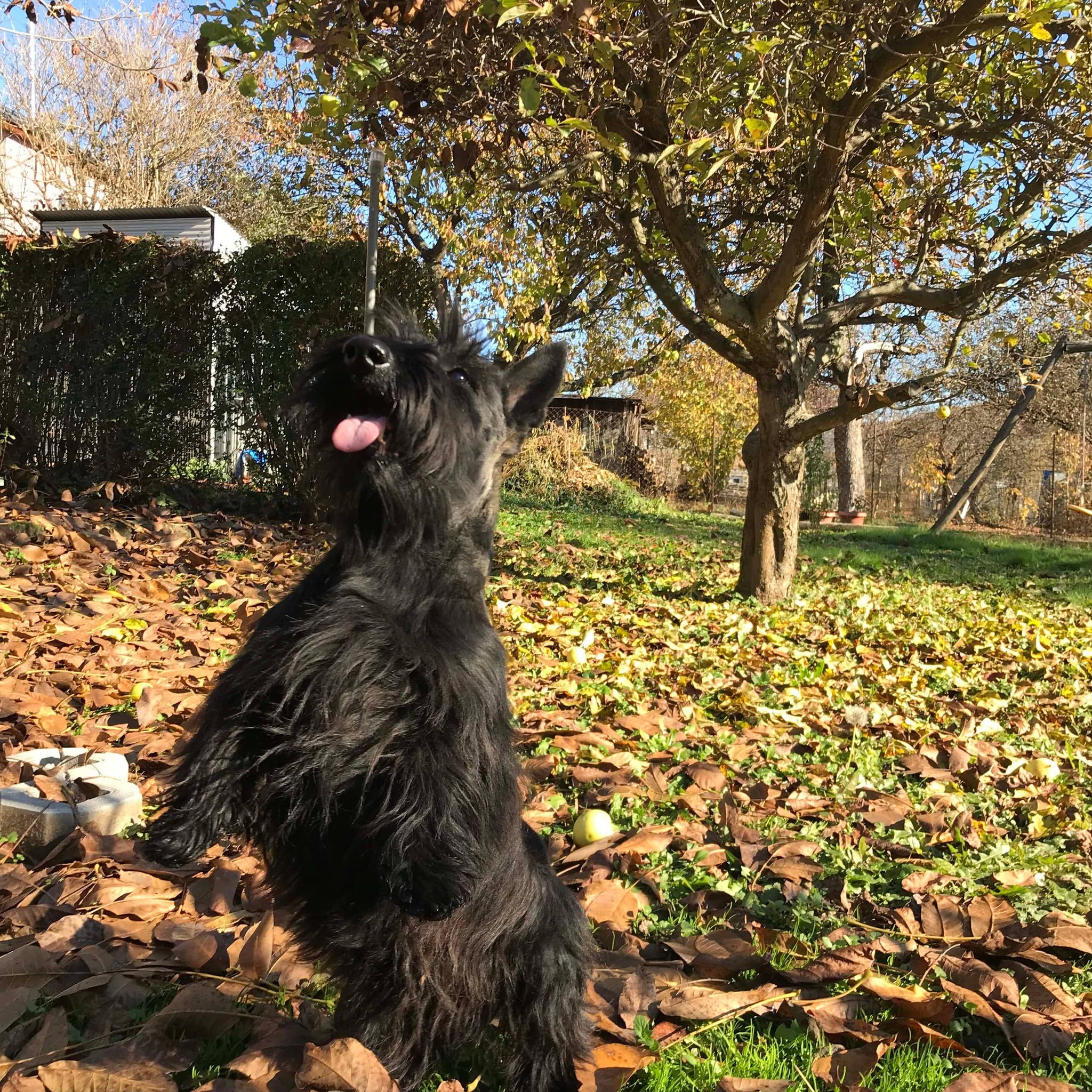 skót terrier