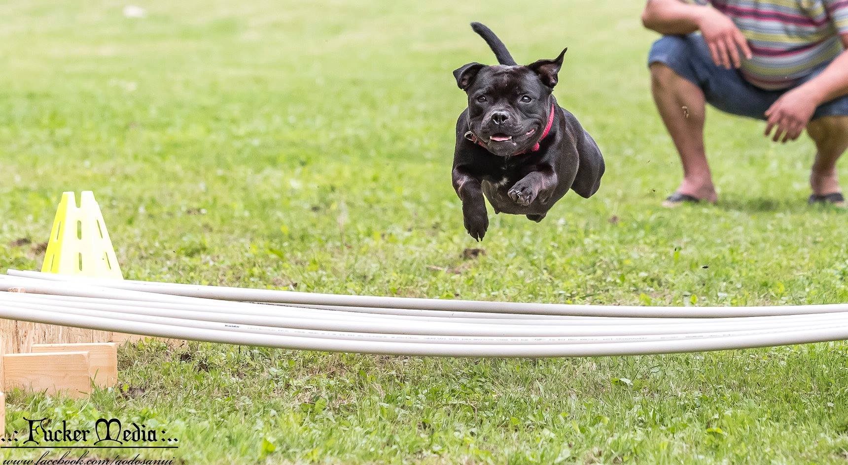 Szabó Tibor a Grinning Devils Kennel tulajdonosának fotója