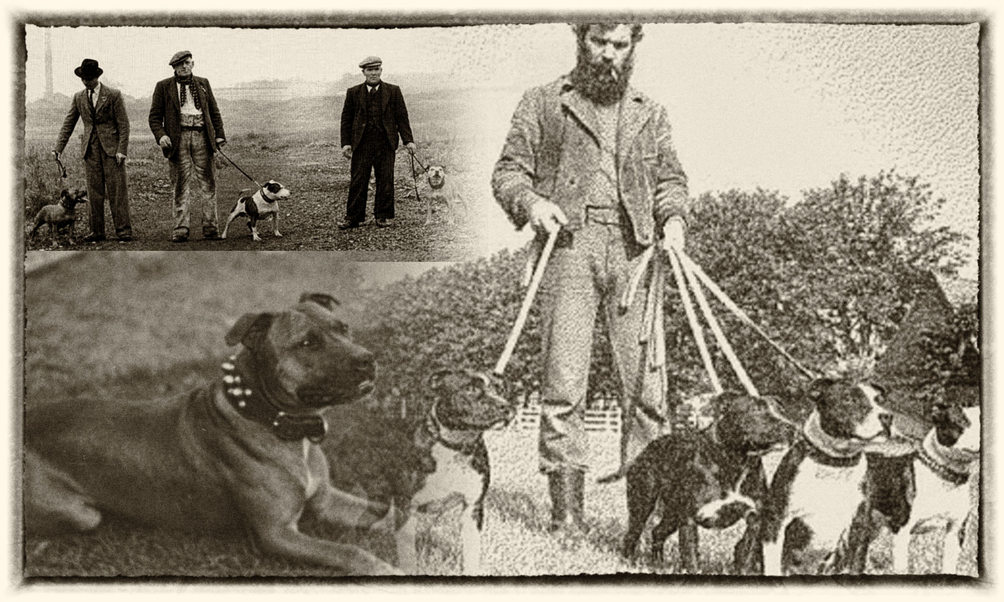 Staffbullok_forrás: thestaffordknot.com