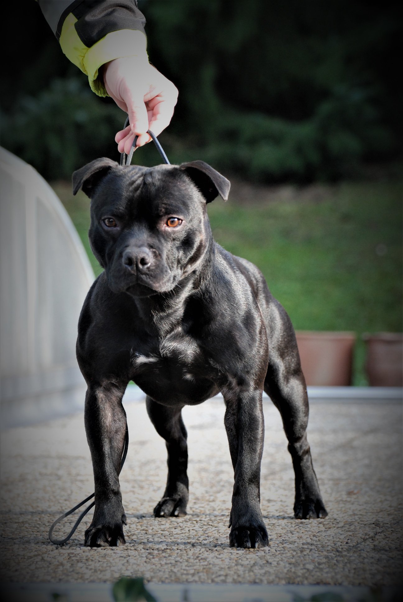 Szabó Tibor a Grinning Devils Kennel tulajdonosának fotója