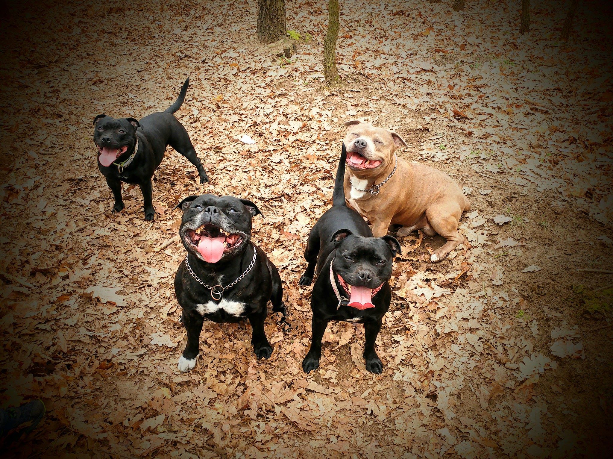 Szabó Tibor a Grinning Devils Kennel tulajdonosának fotója