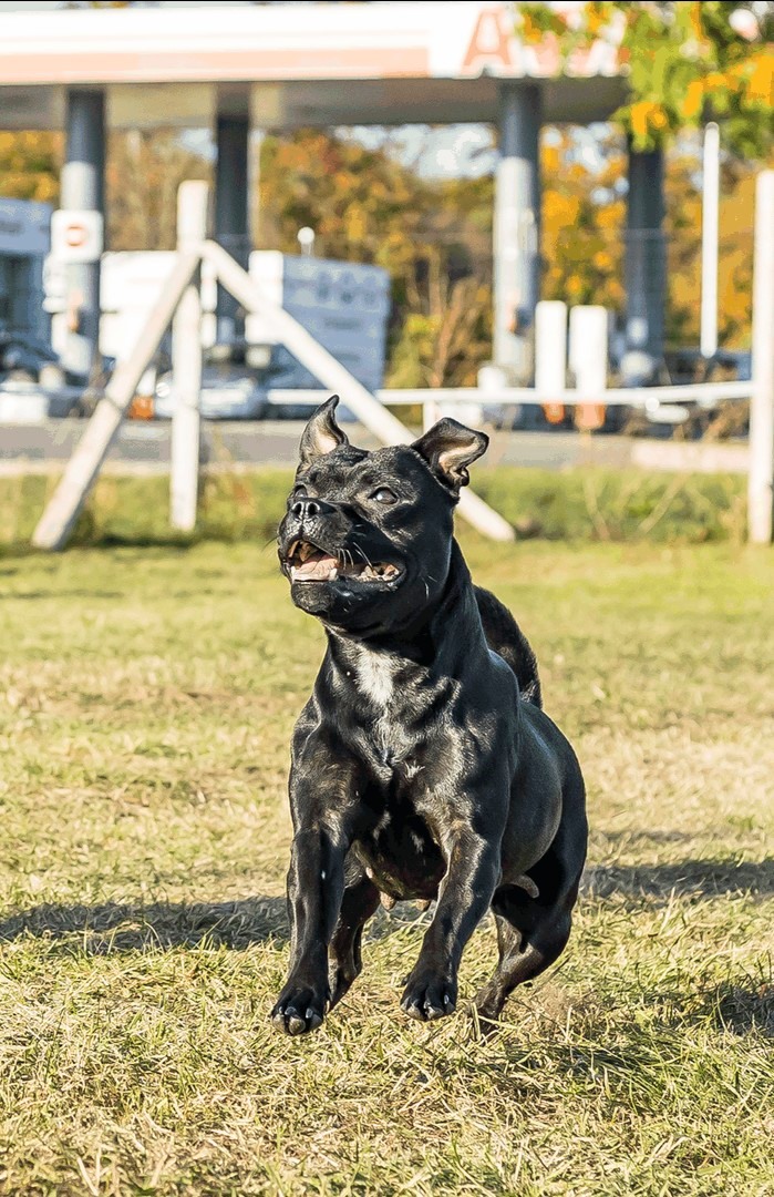 Szabó Tibor a Grinning Devils Kennel tulajdonosának fotója