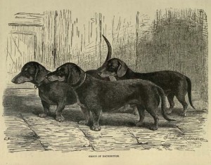 1881.-es kép tacskókról_dachshundhistoryonline.com