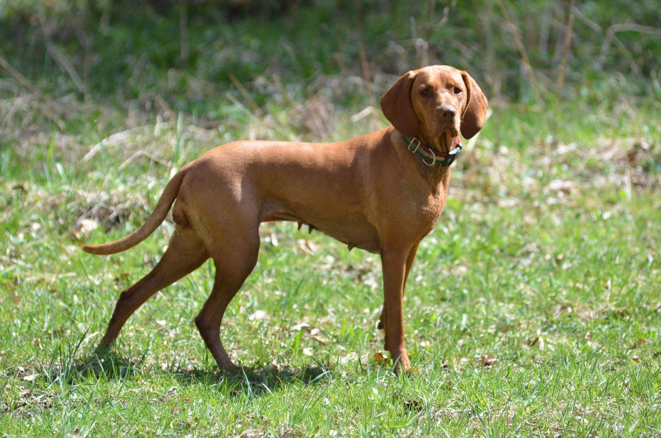  Kép forrása : Agócsné Gulyás Edina a Dedevári Vizsla Kennel tulajdonosának fotója