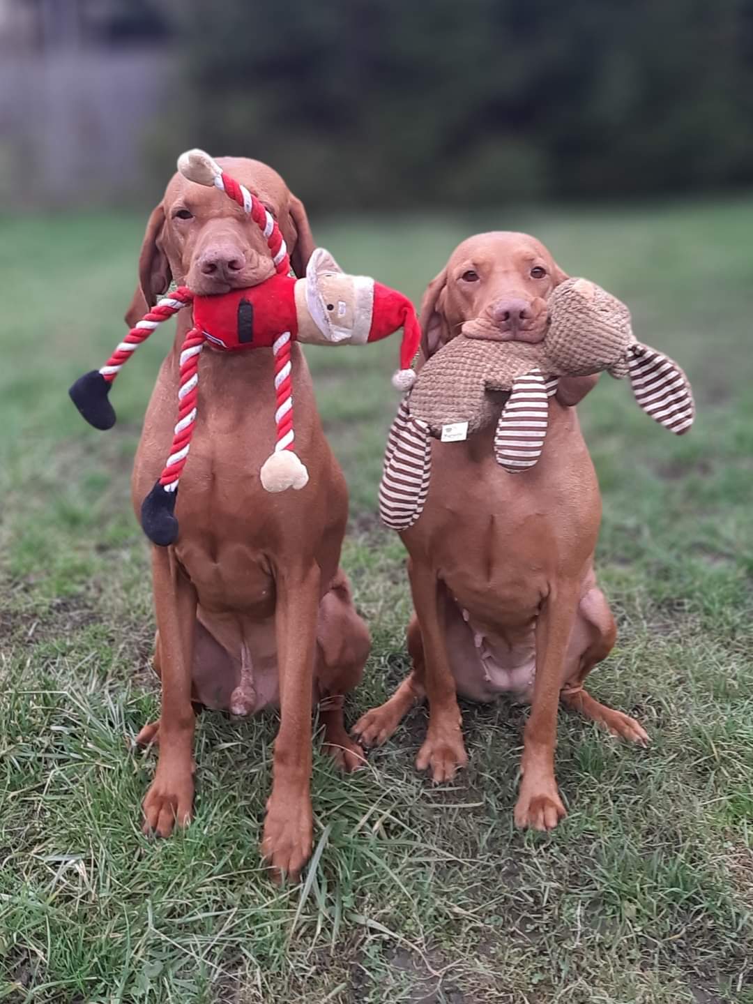 2 magyar vizsla a szájukban játékkal