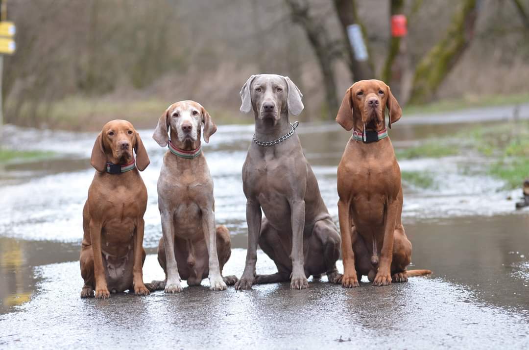 3 magyar vizsla és 1 weimari