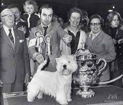 Forrá: Facebook.com_Dianthus Buttons 1976. Crufts