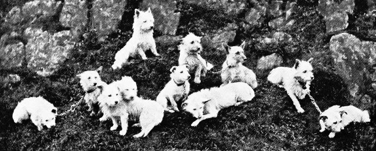 west highland white terrier falka régi fotón