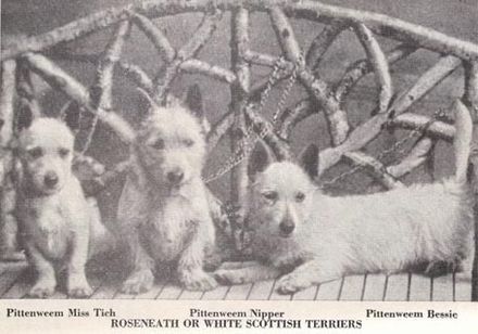 west highland white terrier falka padon